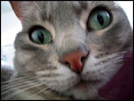 Cat with green eyes face closeup